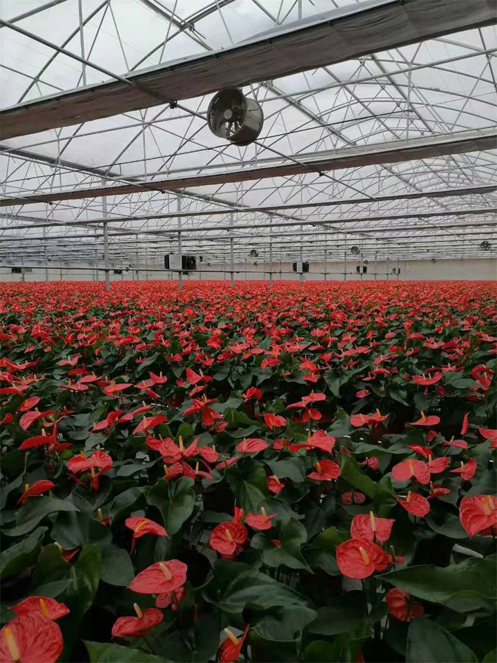 西昌祥虹園藝